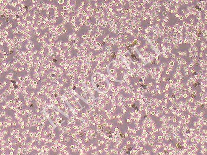 NCI-H929细胞图片