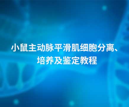 小鼠主动脉平滑肌细胞分离、培养及鉴定教程