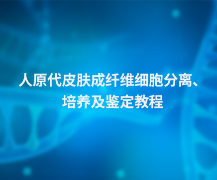 人原代皮肤成纤维细胞分离、培养及鉴定教程