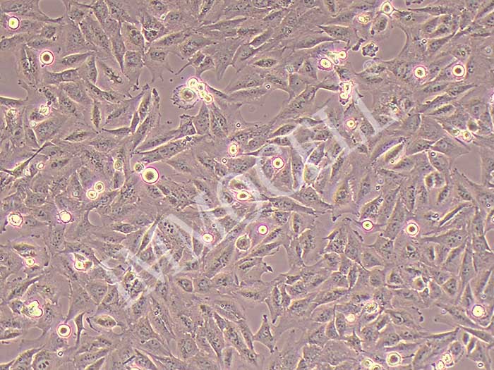 THLE-2细胞图片