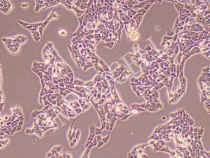 SCC7细胞图片