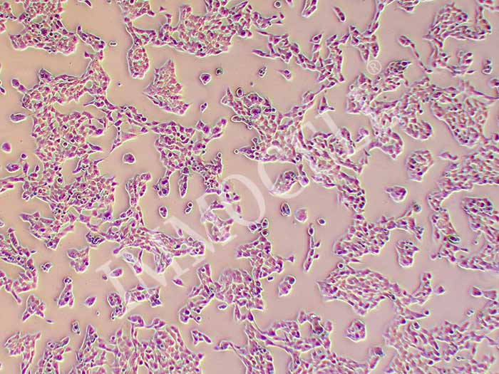 SCC7细胞图片
