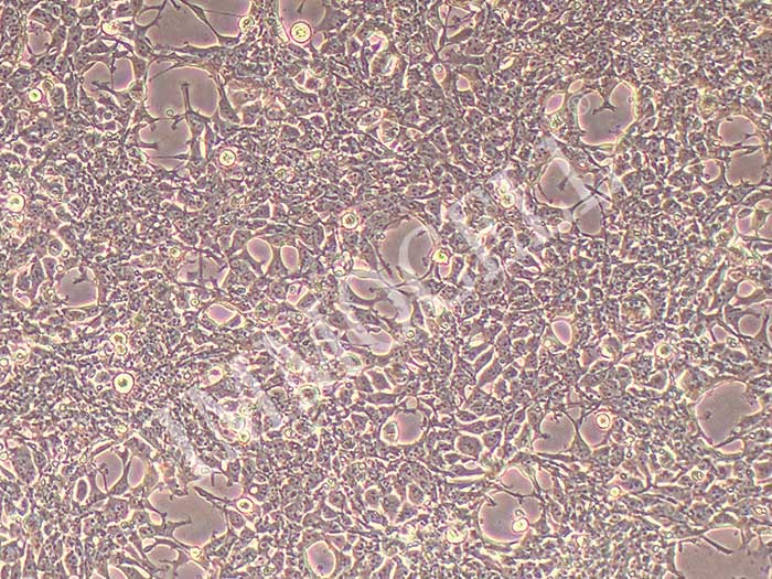 AAV-293细胞图片