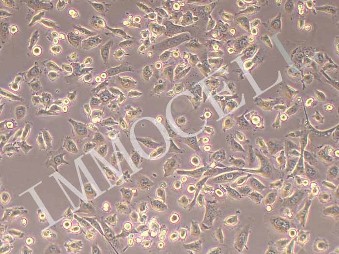 AsPC-1细胞细胞图片