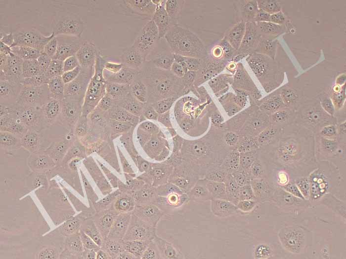 HCC1937细胞图片