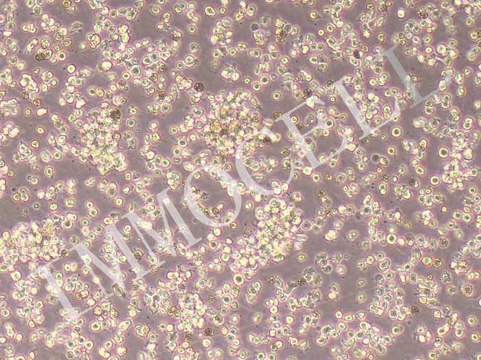 TMD8细胞细胞图片