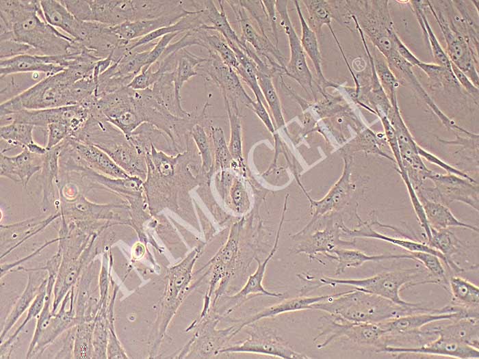 HTMC细胞细胞图片