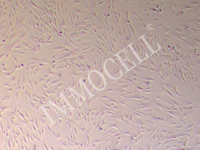 HTMC细胞图片