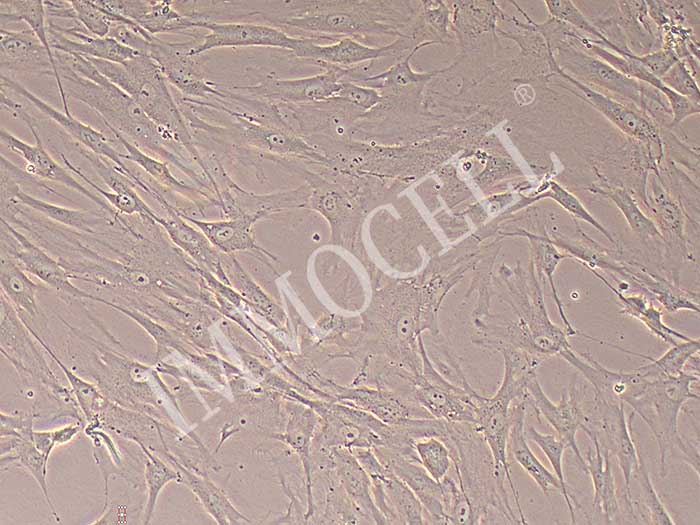 HTMC细胞图片