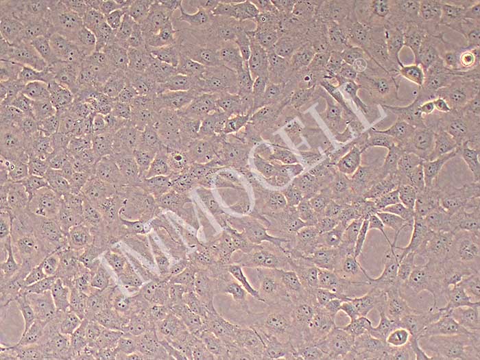 SRA01/04细胞细胞图片