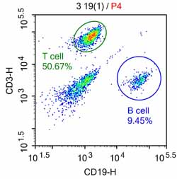 B and T cells.jpg