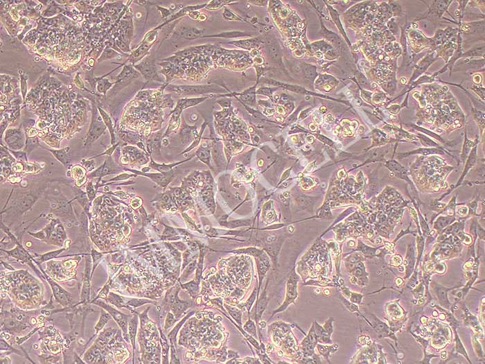 E14小鼠胚胎干细胞细胞图片