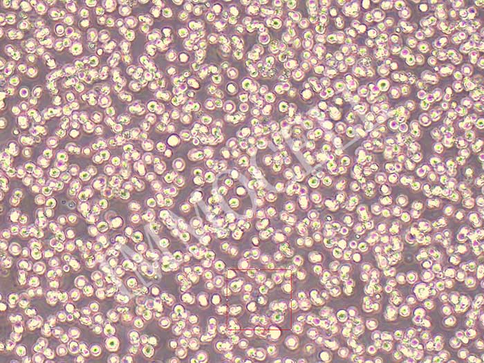 K562-LUC细胞图片