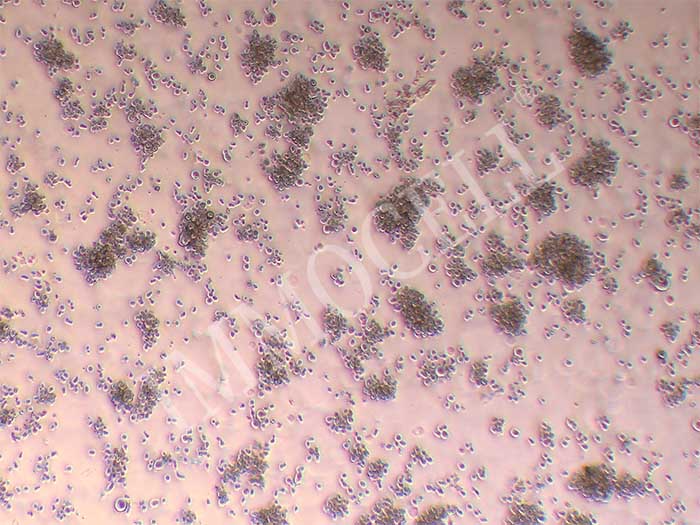 CD3+T人淋巴细胞