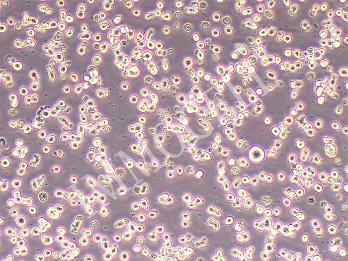 CD4+T人淋巴细胞