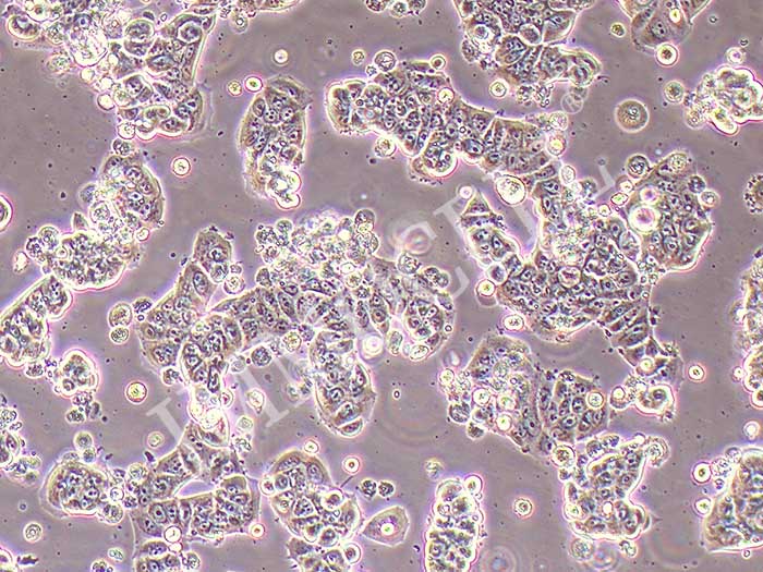 MCF-7细胞细胞图片