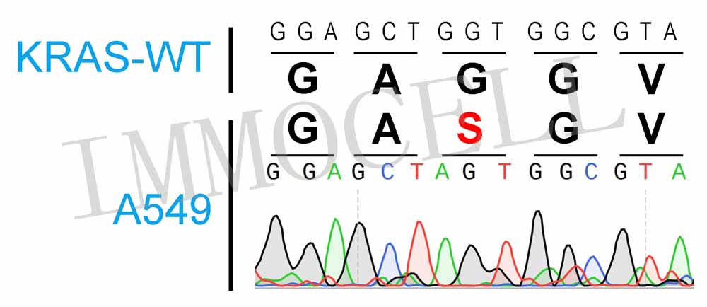 A549 KRAS.jpg