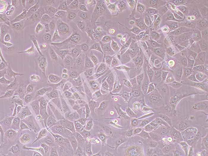 KLN205小鼠肺癌鳞癌细胞