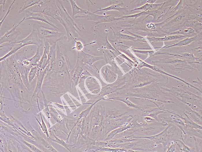 HSF细胞细胞图片