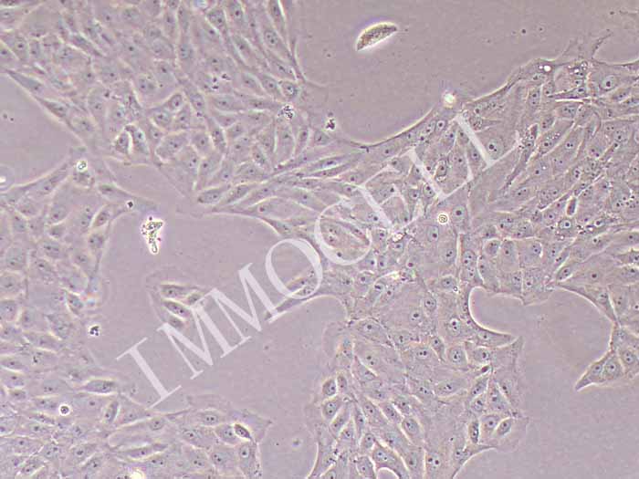 LLC-PK1细胞图片