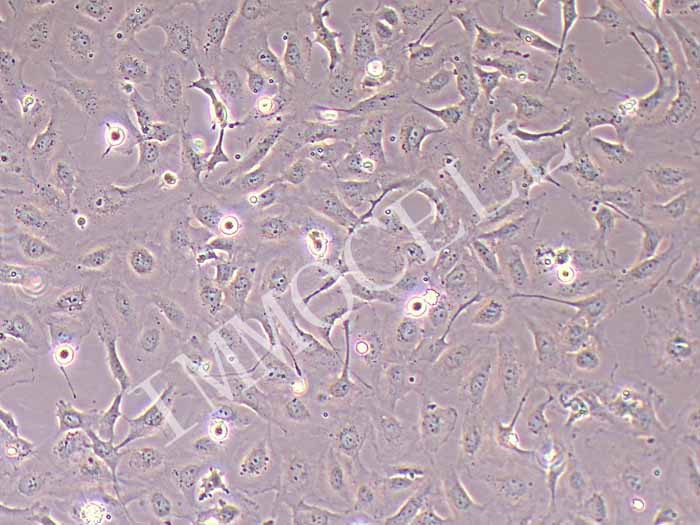 LX-2细胞细胞图片