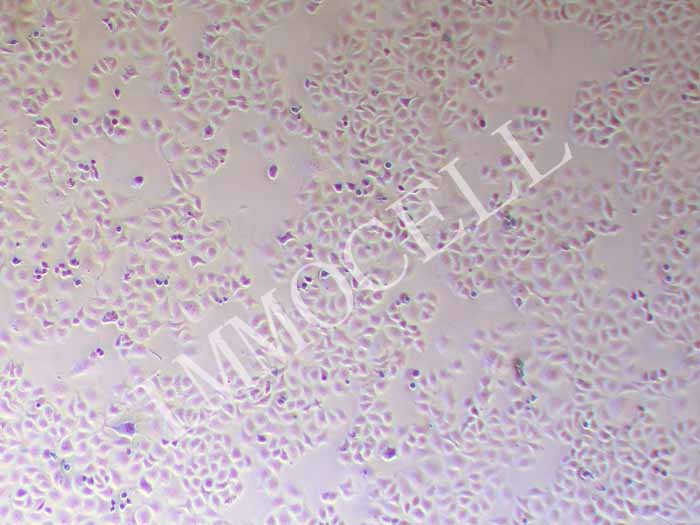 NCI-H522人肺癌细胞图片