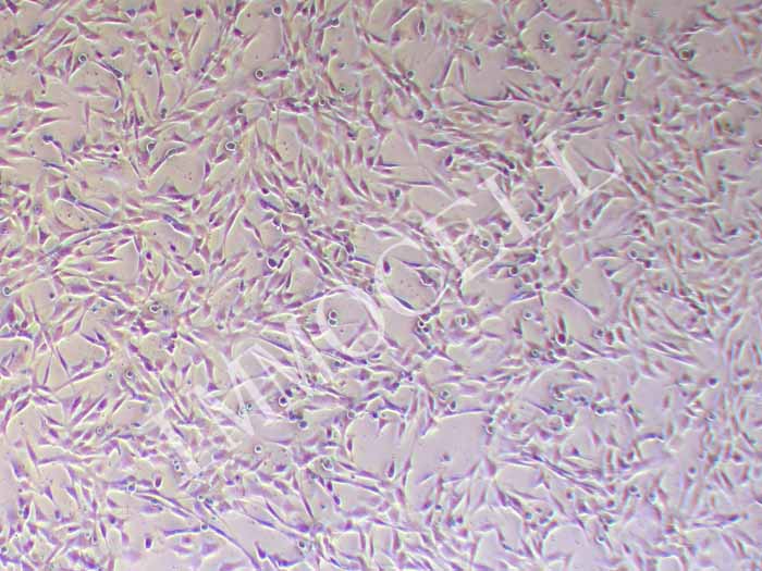 人原代卵巢成纤维细胞图片