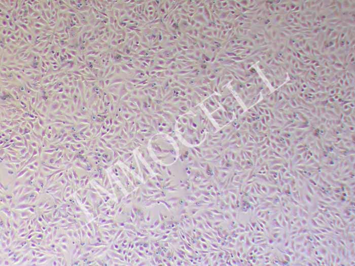 NCI-H596人肺腺鳞癌细胞图片