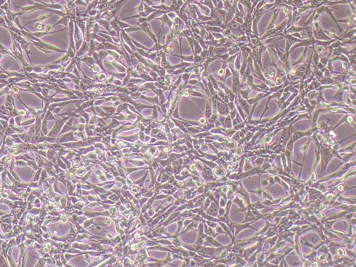 NIH/3T3小鼠胚胎成纤维细胞
