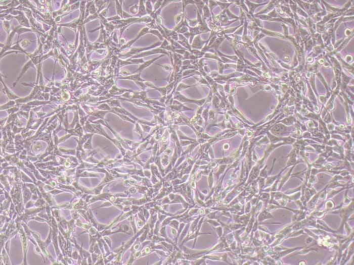 NIH/3T3小鼠胚胎成纤维细胞图片