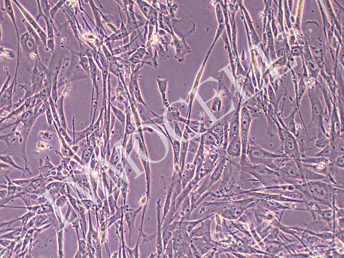 CCC-HPF-1人胚肺成纤维细胞