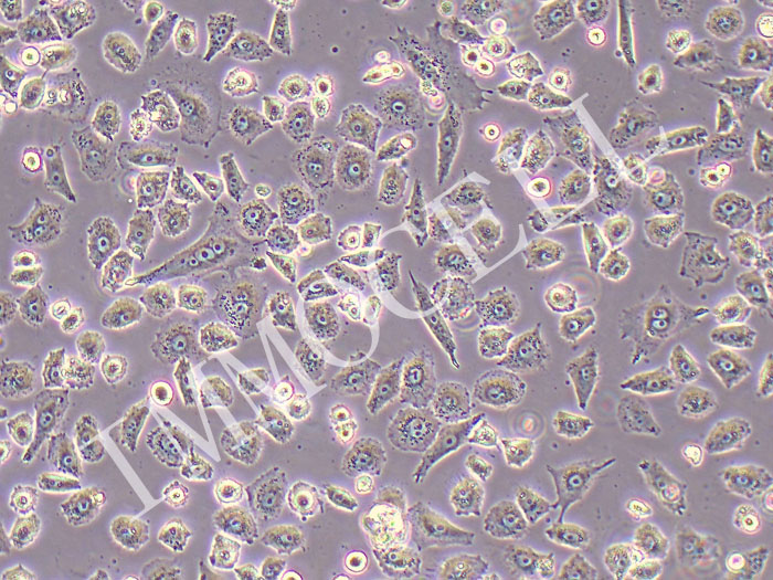 NCI-H838细胞图片