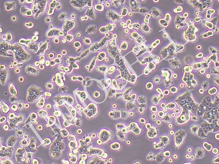 NCI-H1944 人肺癌细胞