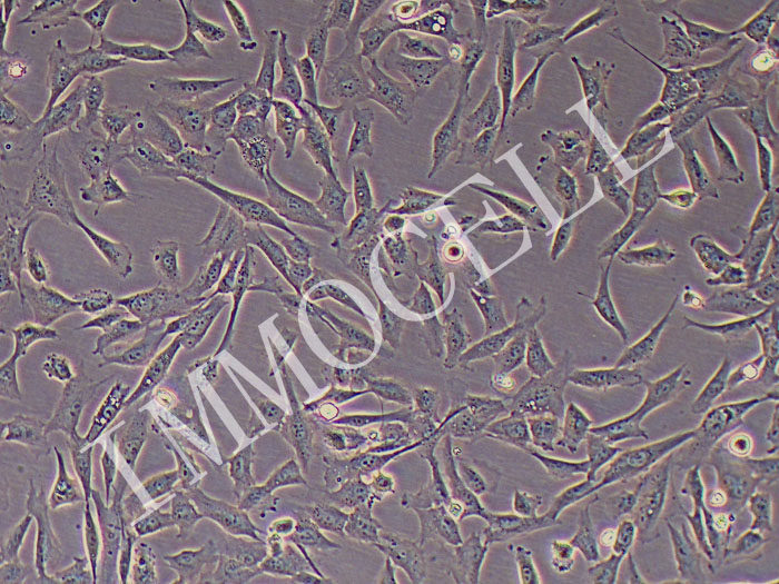 HDF-SV40T人皮肤成纤维细胞永生化