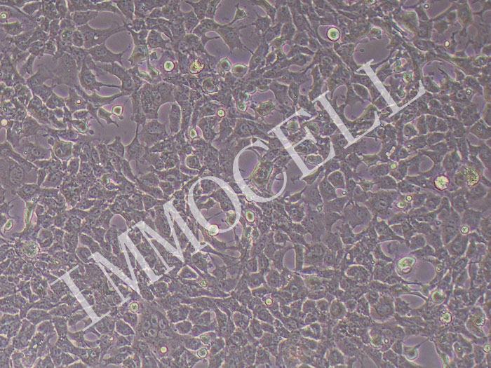 Hepa-1c1c7小鼠肝癌细胞