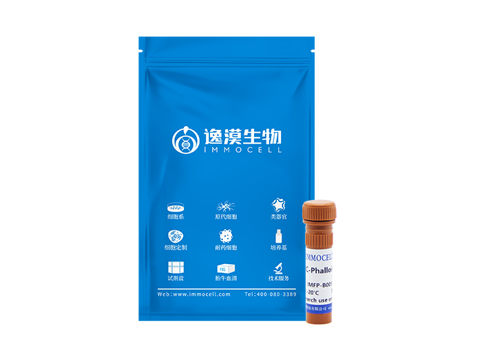 TRITC-Phalloidin 罗丹明标记鬼笔环肽（橙红）
