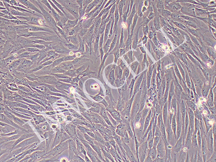 HAVSMC-SV40T主动脉平滑肌细胞永生化（种属鉴定）