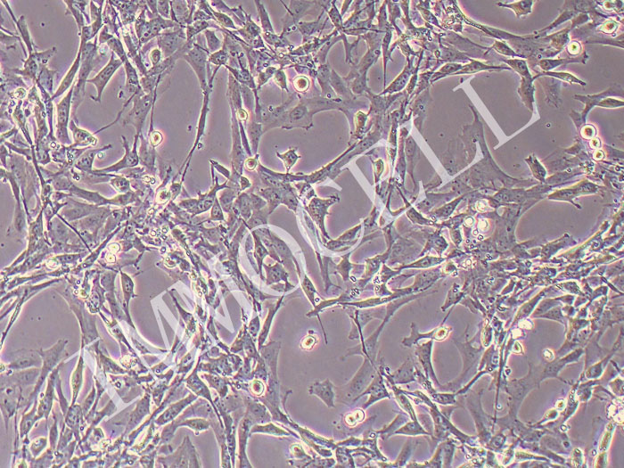 大鼠骨髓间充质干细胞永生化
