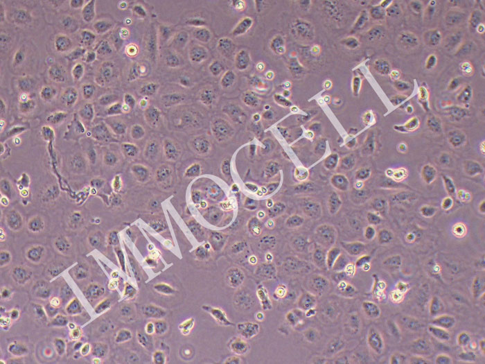 IEC-6大鼠小肠隐窝上皮细胞