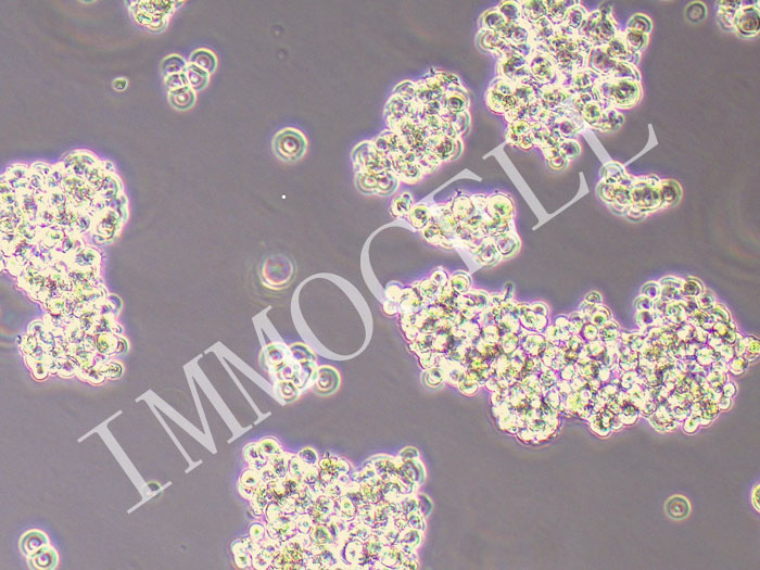 Expi293F人胚肾细胞