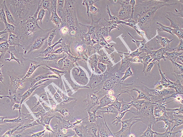 Tramp-C1小鼠前列腺癌上皮细胞