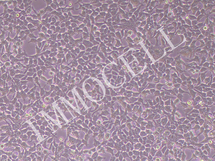 HA-R-Spondin1-FcHEK-293T人稳定表达RspoI蛋白的293T细胞