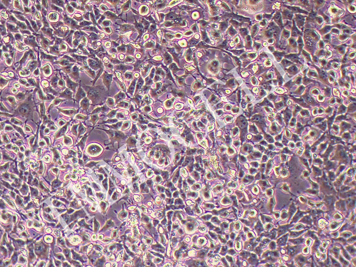 BHK-21金黄地鼠肾细胞(表达T7-5RNA聚合酶启动子) BSR-t7-5