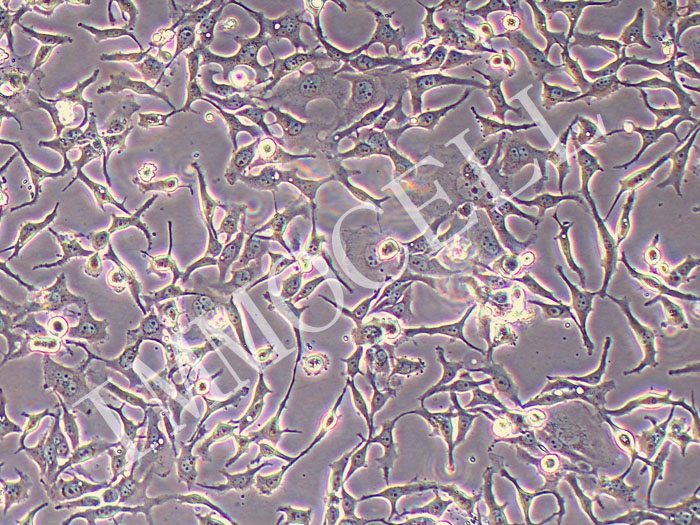 BT-20人乳腺癌细胞(STR鉴定正确)