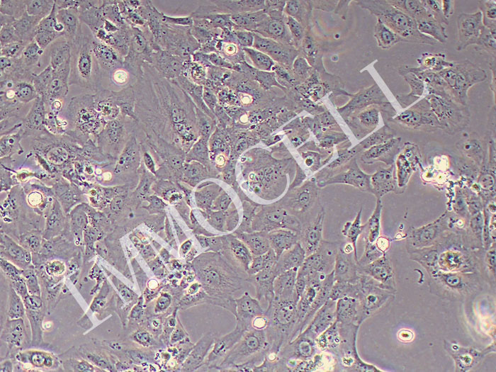 HLCs-SV40T人睾丸间质细胞永生化