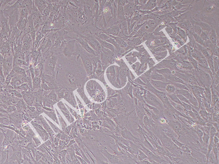 小鼠下颌成骨细胞