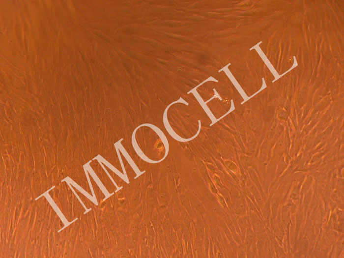 人原代脑血管周细胞