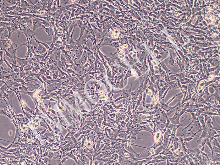 小鼠滑膜成纤维细胞永生化