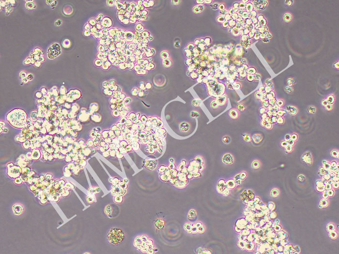 SNU-620人胃癌细胞(STR鉴定正确)