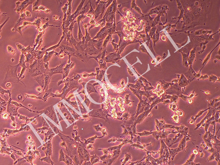 绵羊II型肺泡上皮细胞
